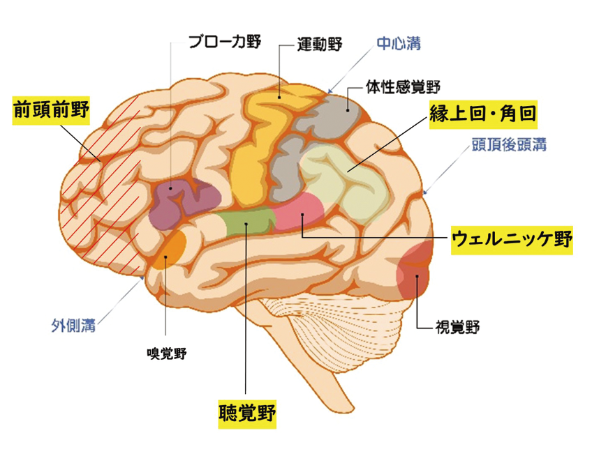 doctor-letter-sep-2025-1.png (533 KB)